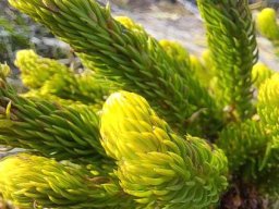 Erica sessiliflora stem tips